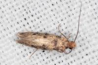Tinea basifasciella