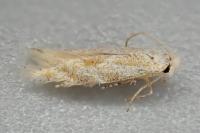 Bucculatrix demaryella