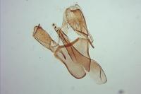 Bucculatrix demaryella