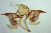Monochroa tenebrella