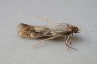Elachista canapennella
