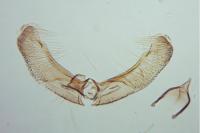 Elachista canapennella