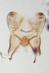 Elachista canapennella