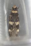 Oegoconia uralskella uralskella