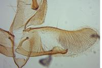 Oegoconia uralskella uralskella