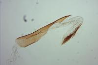 Oegoconia uralskella uralskella