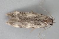 Teleiodes flavimaculella