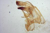 Teleiodes flavimaculella