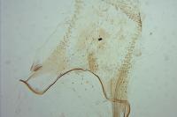 Teleiodes flavimaculella