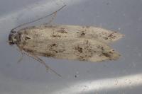 Chionodes electella