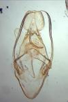 Chionodes electella