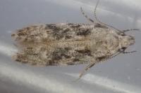 Carpatolechia fugitivella