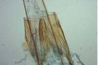 Carpatolechia fugitivella