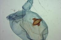Carpatolechia fugitivella