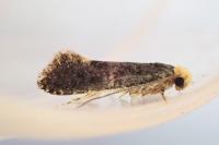 Monopis weaverella