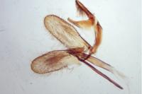 Monopis weaverella