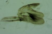 Monopis weaverella