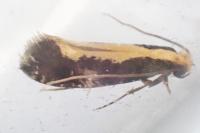 Monopis obviella