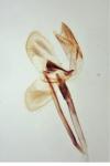 Monopis obviella
