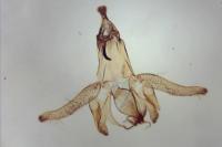 Neofaculta ericetella
