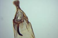 Neofaculta ericetella