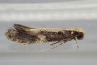Monopis obviella