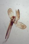 Monopis obviella