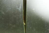 Cedestis subfasciella