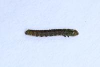 Cedestis subfasciella