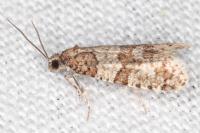 Isotrias