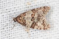 Isotrias