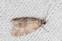Isotrias