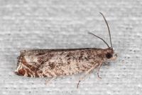 Ancylis achatana