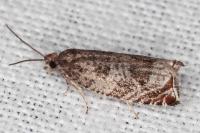 Ancylis achatana