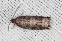 Ancylis achatana