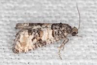 Piniphila bifasciana