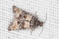 Piniphila bifasciana