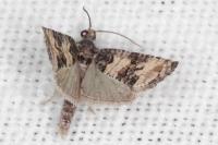 Piniphila bifasciana