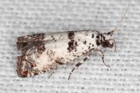 Epinotia dalmatana