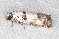 Epinotia dalmatana