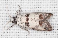 Epinotia dalmatana