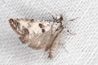 Epinotia dalmatana