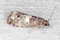 Notocelia trimaculana
