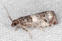 Notocelia trimaculana