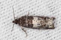 Notocelia trimaculana