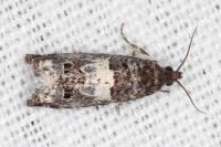 Notocelia trimaculana