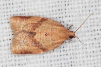 Clepsis consimilana