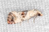 Neocochylis hybridella
