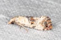 Neocochylis hybridella