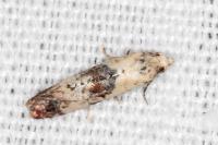 Neocochylis hybridella